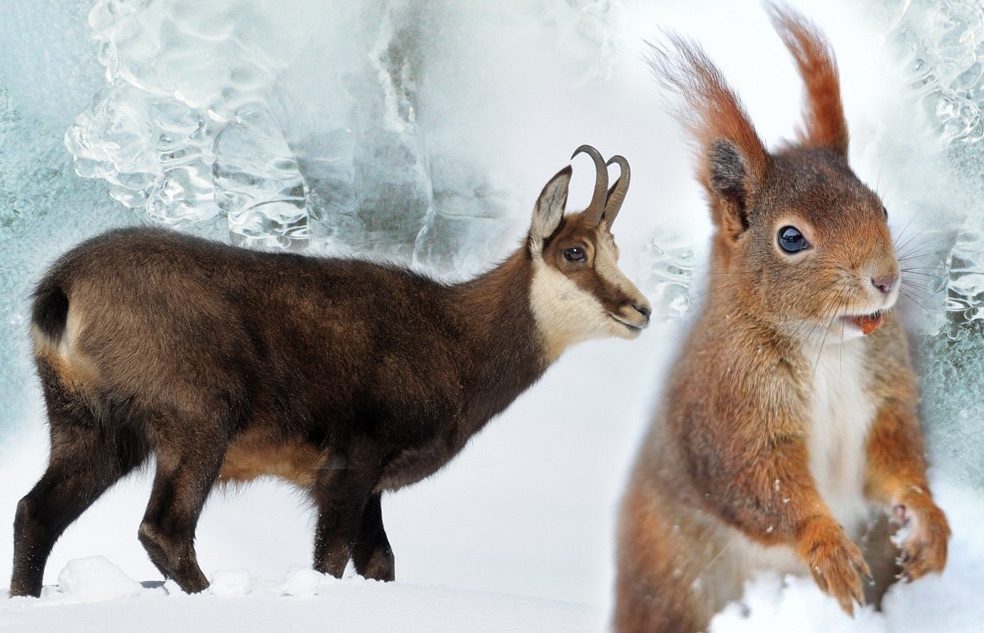  FAUNE HAUTES-ALPES Dans le Parc National des Écrins, vous pourrez découvrir une faune sauvage diverse et variée qui a su s'adapter aux reliefs accidentés et aux altitudes extrêmes : mammifères, oiseaux, amphibiens et reptiles, poissons, invertébrés.  