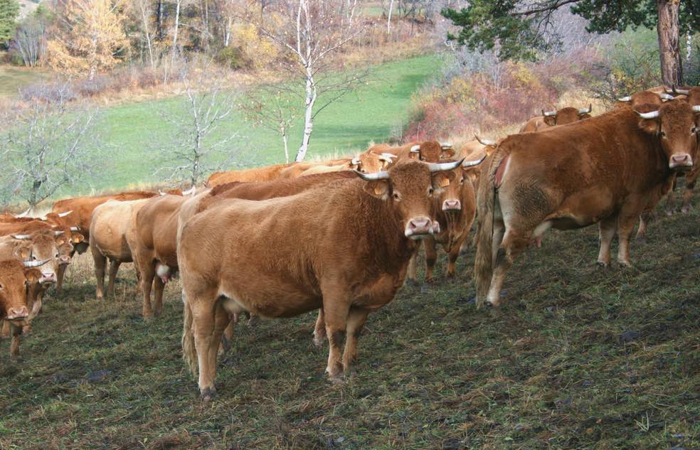  Hautes-Alpes, élevages de montagne, les éléveurs les plus hauts d'Europe 