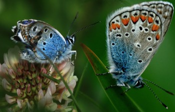  Papillon l'Azuré de la Sanguisorbe. 