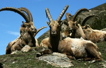  Bouquetin des Alpes : Quelle chance de pouvoir encore rencontrer ce bel animal. 