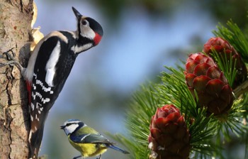  DÉCOUVRIR LES OISEAUX DU BRIANÇONNAIS Le Pic épeiche, la mésange bleue, les rapaces, le tetras-lyre, le lagopède, les oiseaux des forêts, les oiseaux des torrents, les oiseaux de haute montagne. 