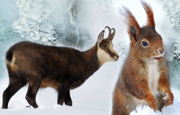  FAUNE HAUTES-ALPES Dans le Parc National des Écrins, vous pourrez découvrir une faune sauvage diverse et variée qui a su s'adapter aux reliefs accidentés et aux altitudes extrêmes : mammifères, oiseaux, amphibiens et reptiles, poissons, invertébrés.  